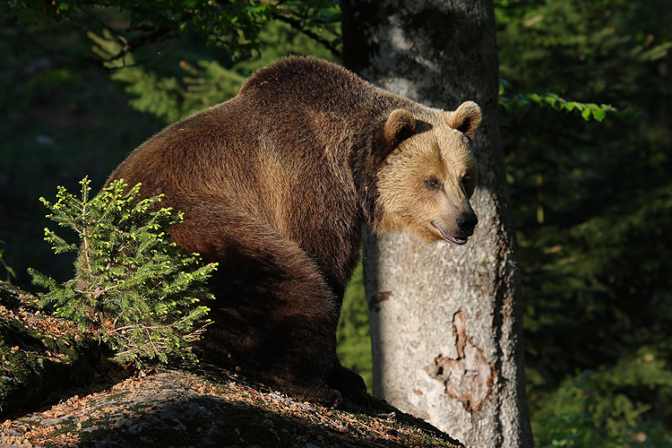 Medveď hnedý (38).jpg