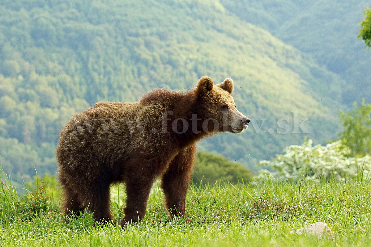 Medveď hnedý _MG_2138