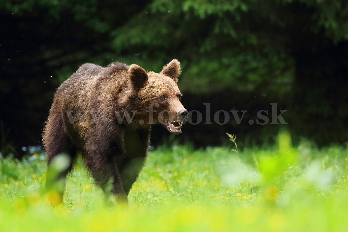 Medveď hnedý _MG_2791