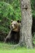Medveď hnedý - IMG_6315