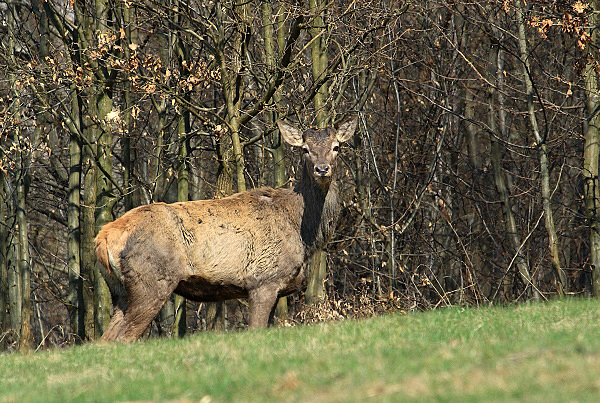 jelenia zver (1).jpg