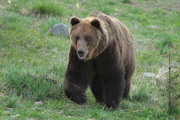 Medveď hnedý (21).JPG