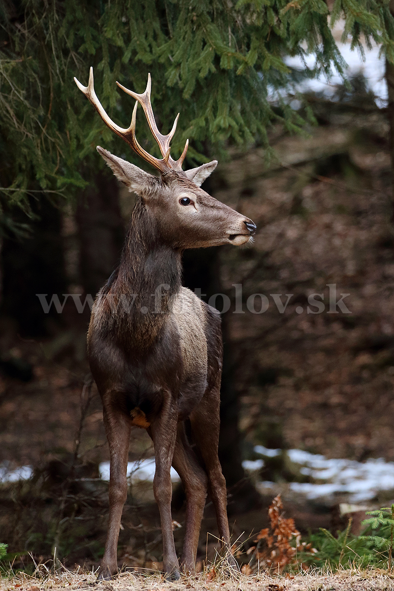 Jeleň lesný  _MG_8740