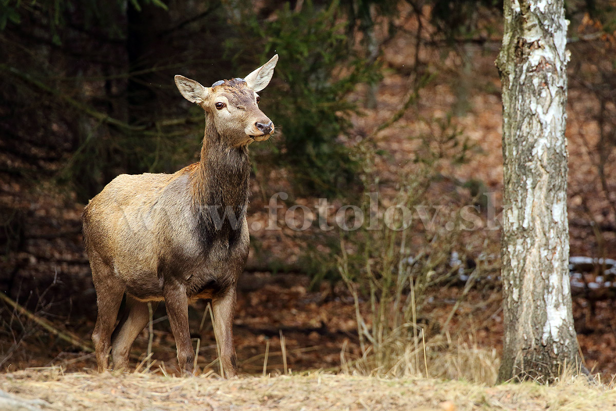 Jeleň lesný  _MG_9317