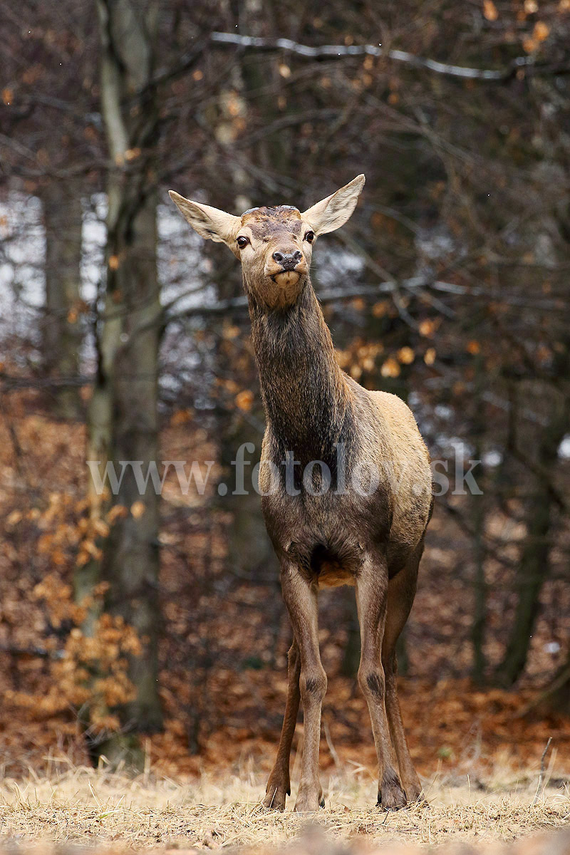 Jeleň lesný  _MG_9353