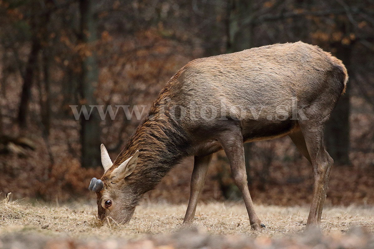 Jeleň lesný  _MG_9544