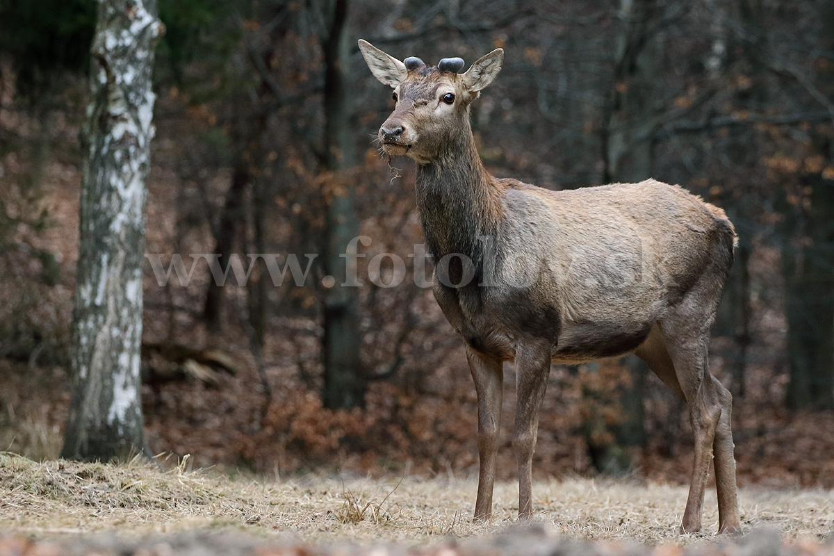 Jeleň lesný  _MG_9565