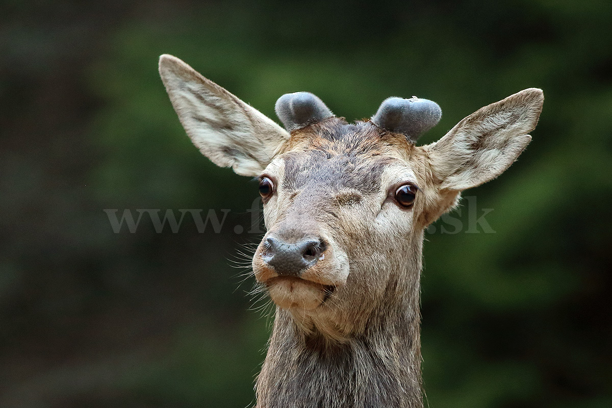 Jeleň lesný  _MG_9769