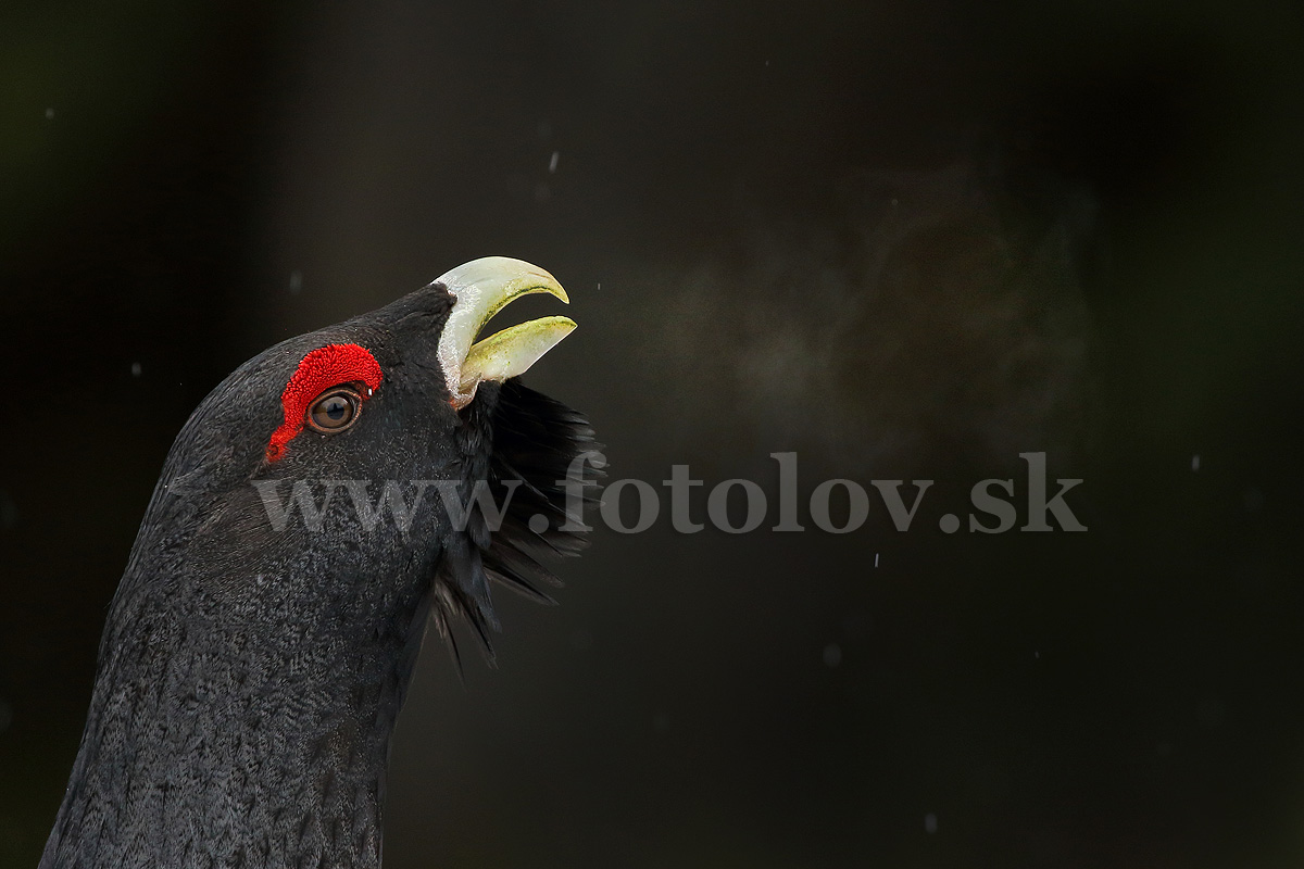 Tetrov hlucháň  _MG_0804