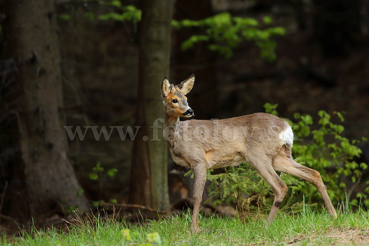 Srnec lesný _MG_0063