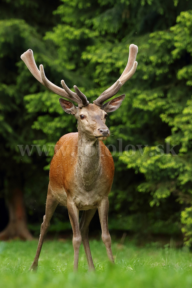 Jeleň lesný _MG_1385