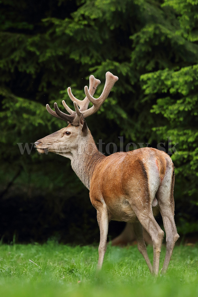 Jeleň lesný _MG_1430