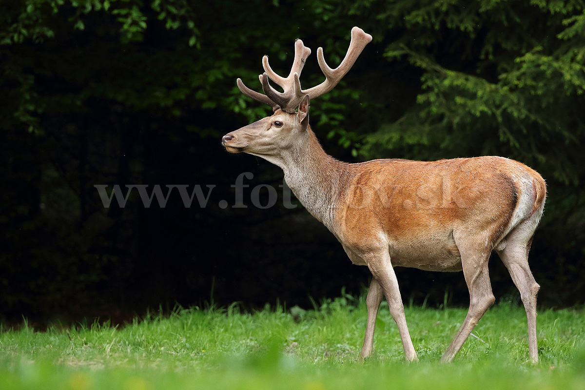 Jeleň lesný _MG_1456