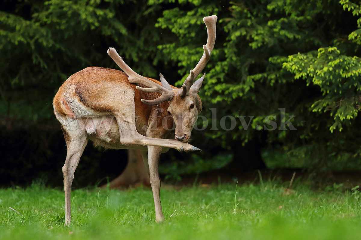 Jeleň lesný _MG_1474