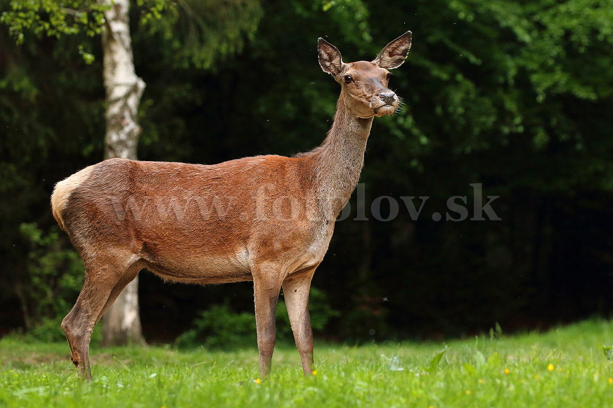 Jeleň lesný _MG_1625