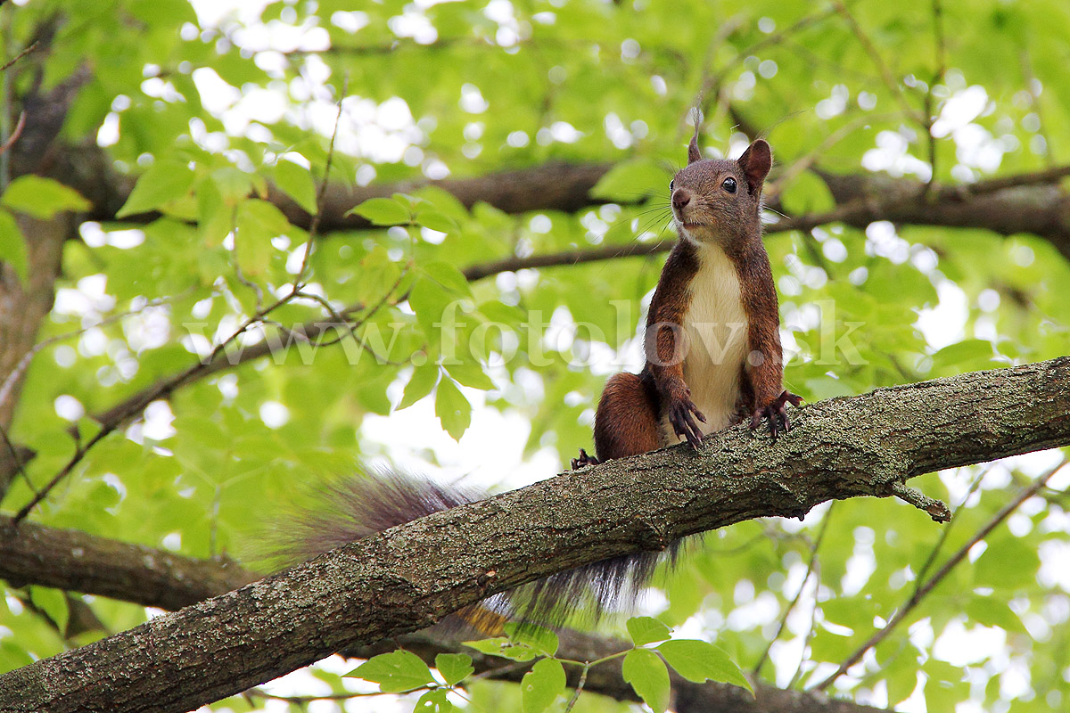 Veverica stromová IMG_5409