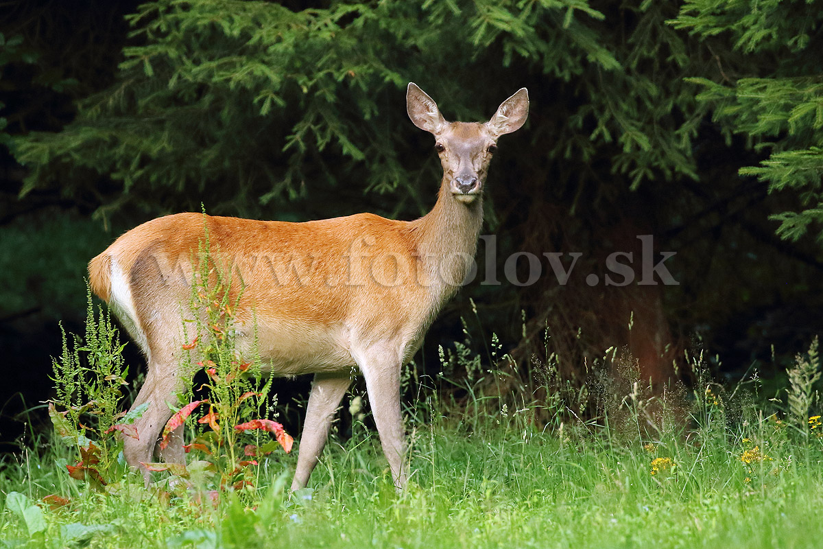 Jeleň lesný (jelenica) - IMG_5258