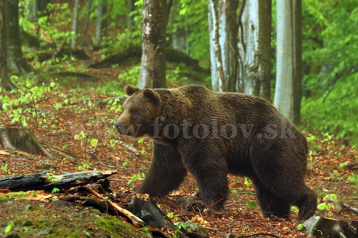 Medved hnedý DW8A3012