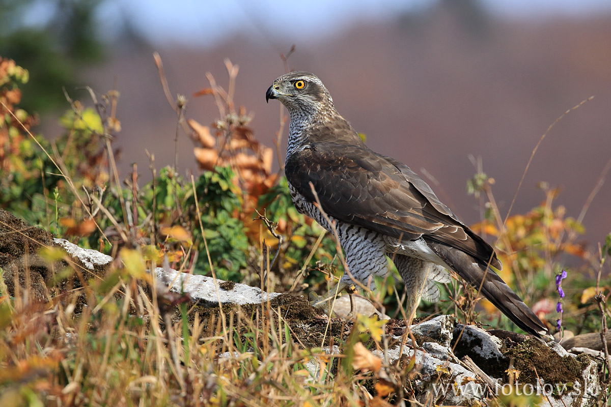 Jastrab veľký ( Accipiter gentilis )IMG_0975