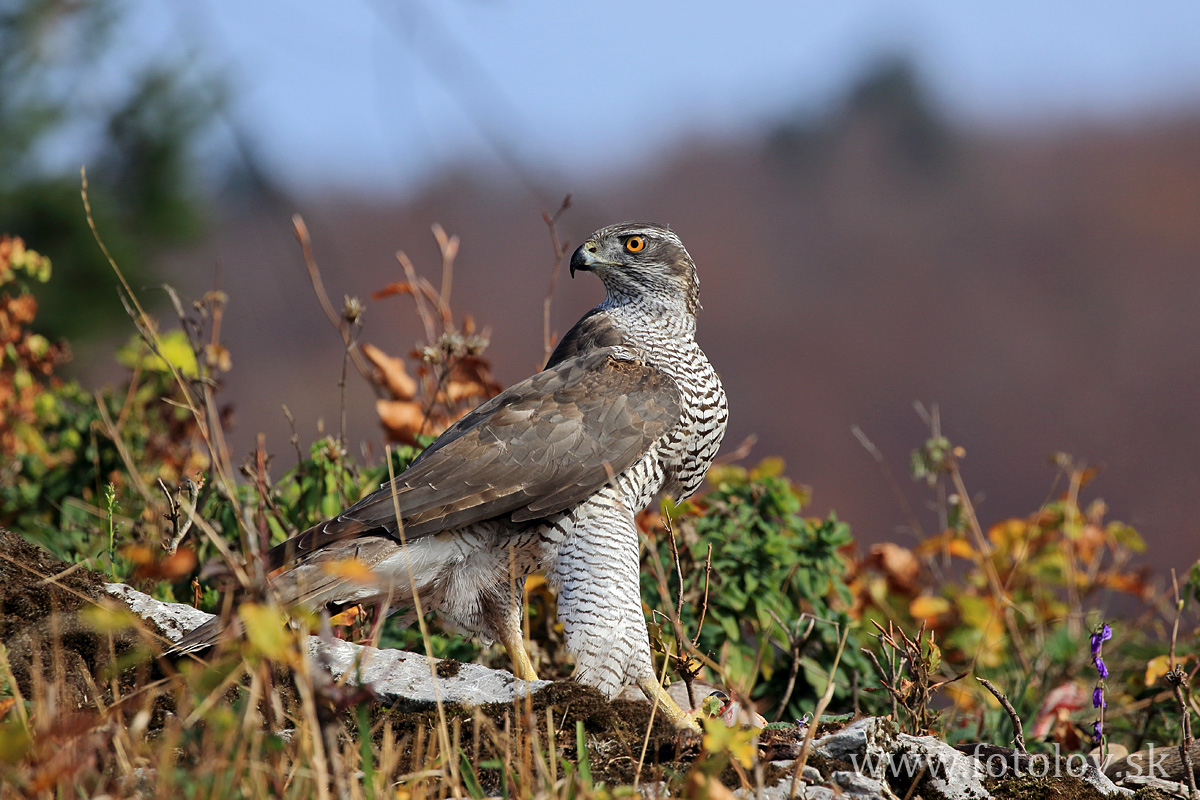 Jastrab veľký ( Accipiter gentilis )IMG_0992