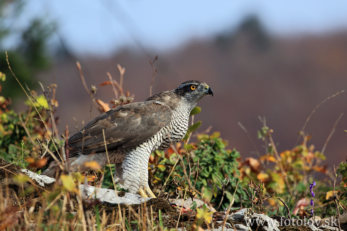 Jastrab veľký ( Accipiter gentilis )IMG_0998