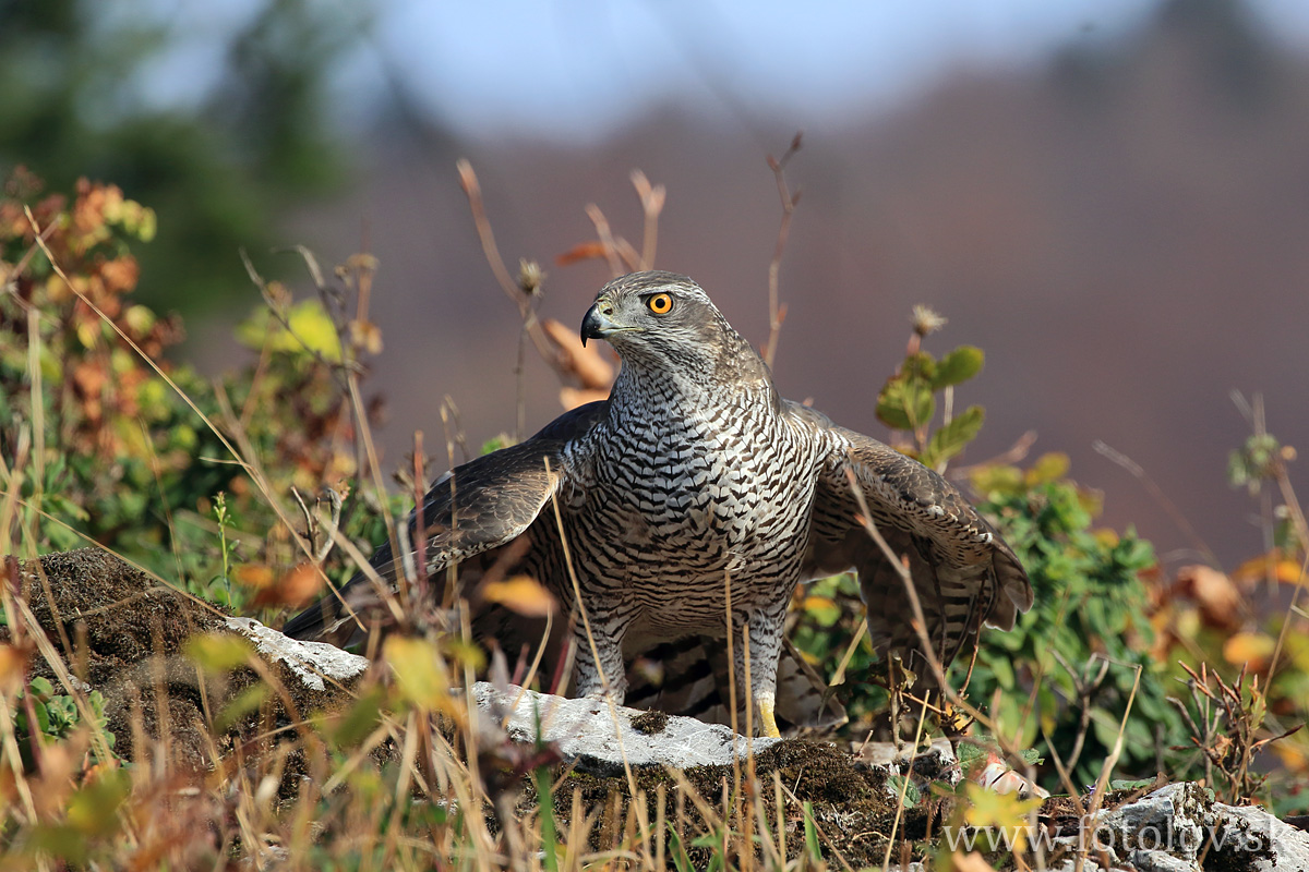 Jastrab veľký ( Accipiter gentilis )IMG_1004