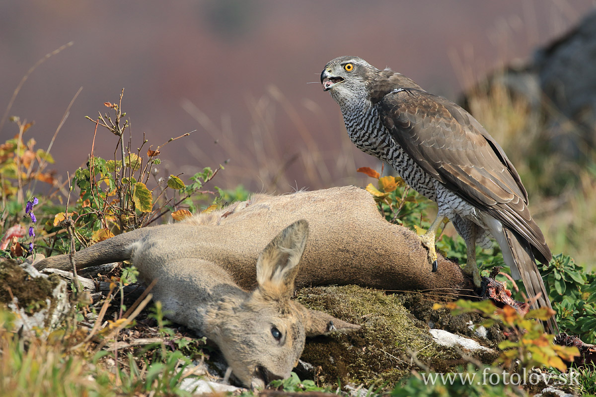 Jastrab veľký ( Accipiter gentilis )IMG_1008