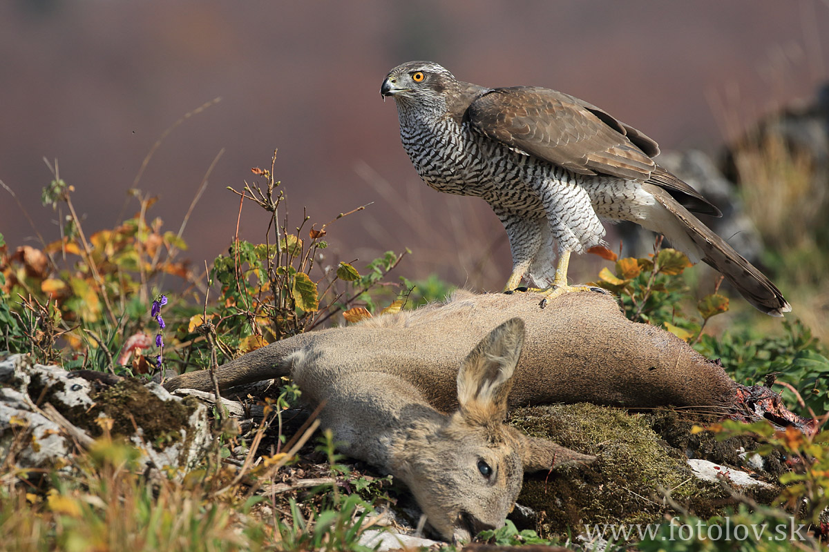 Jastrab veľký ( Accipiter gentilis )IMG_1034