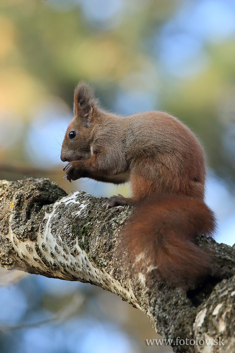 veverica stromová (Sciurus vulgaris). IMG_1526