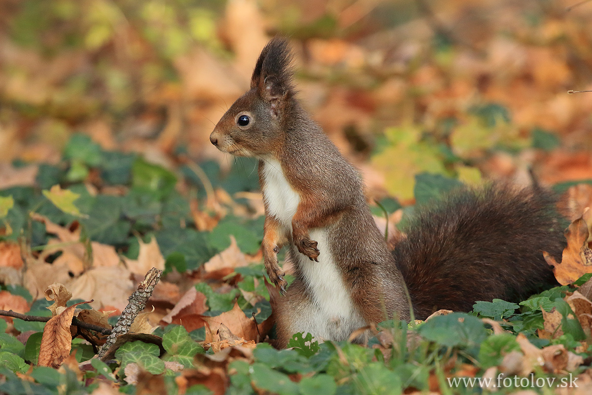 veverica stromová (Sciurus vulgaris). IMG_1552