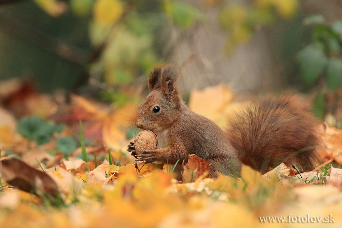 veverica stromová (Sciurus vulgaris). IMG_1938