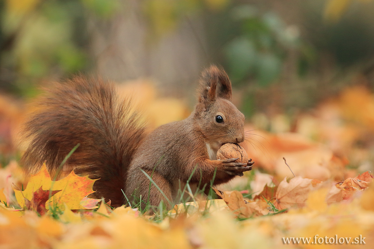 veverica stromová (Sciurus vulgaris). IMG_2021