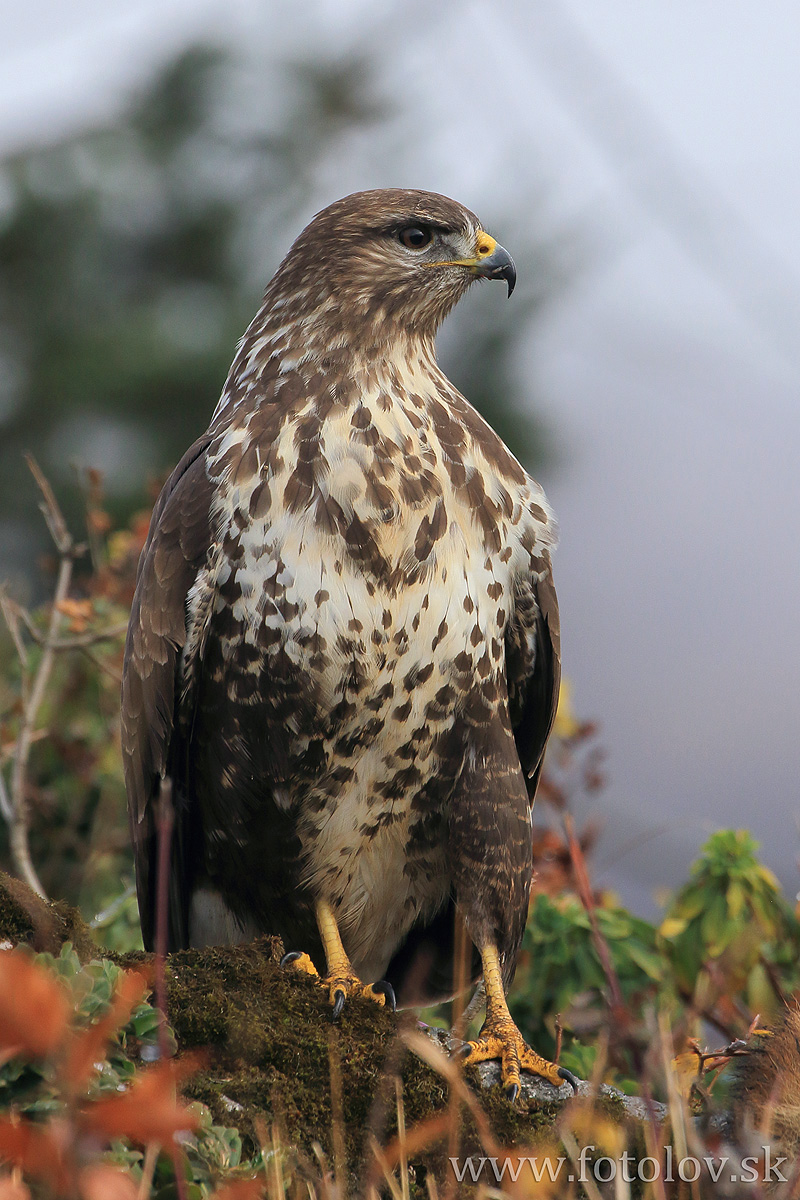 Myšiak hôrny (Buteo buteo)IMG_2146