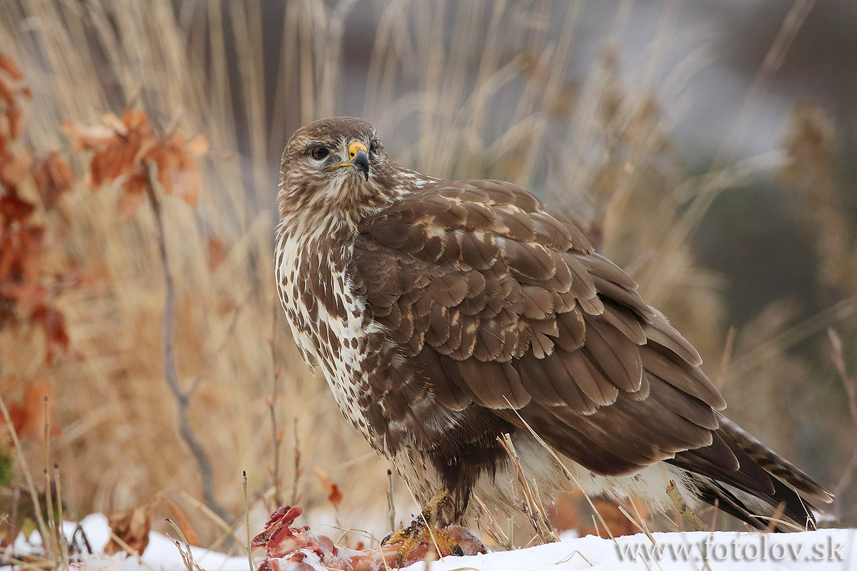 Myšiak hôrny (Buteo buteo) IMG_2344