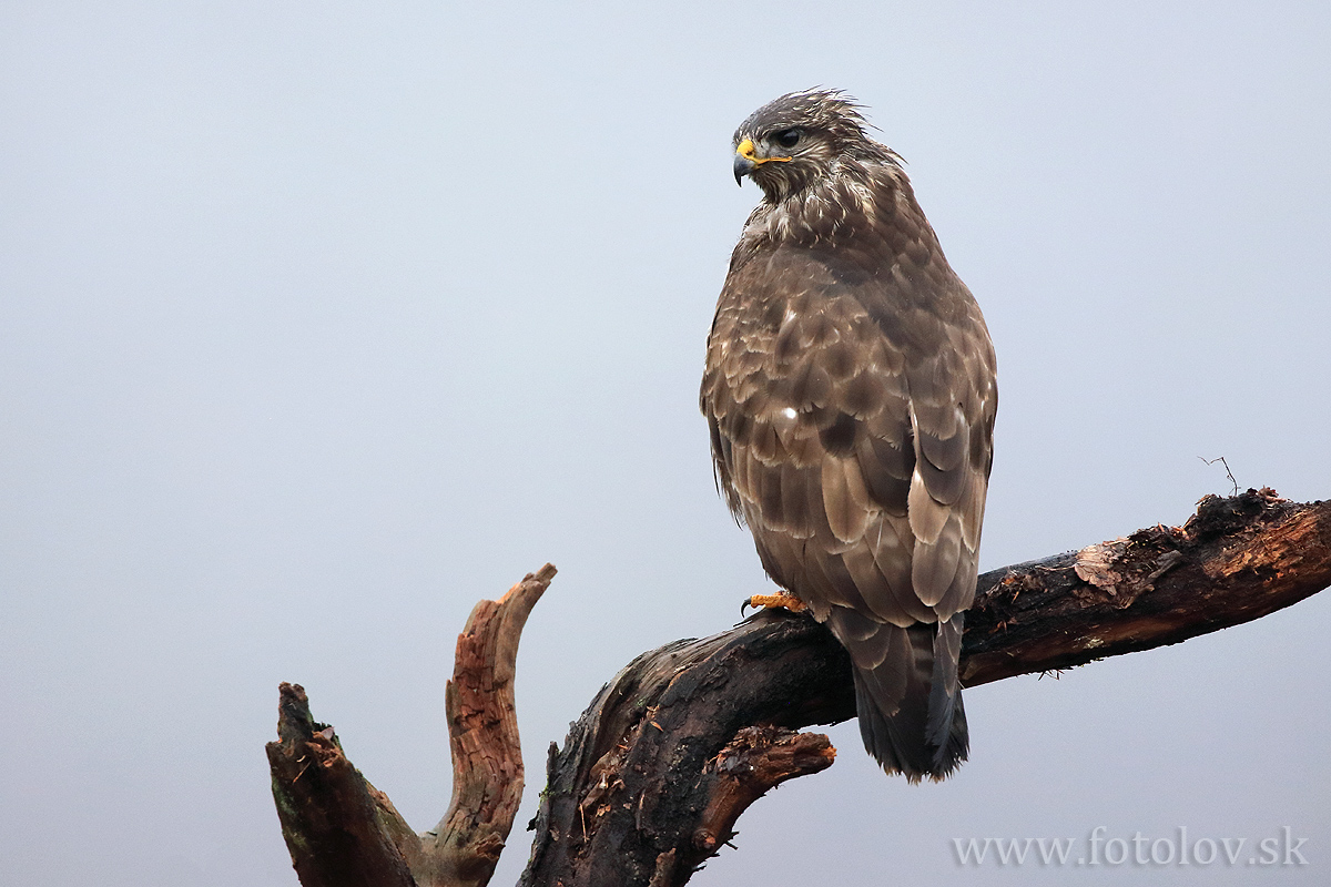 Myšiak hôrny (Buteo buteo) -IMG_2455