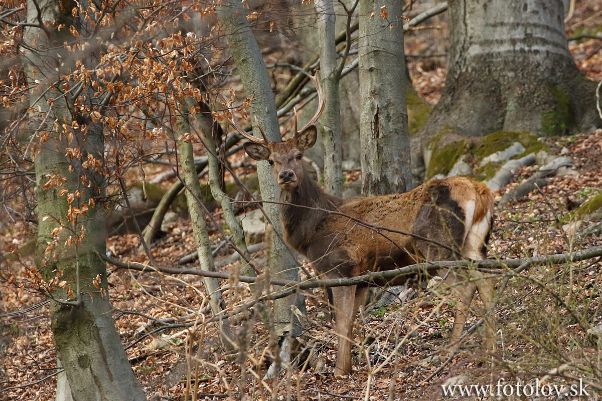 Jeleň lesný - IMG_3805