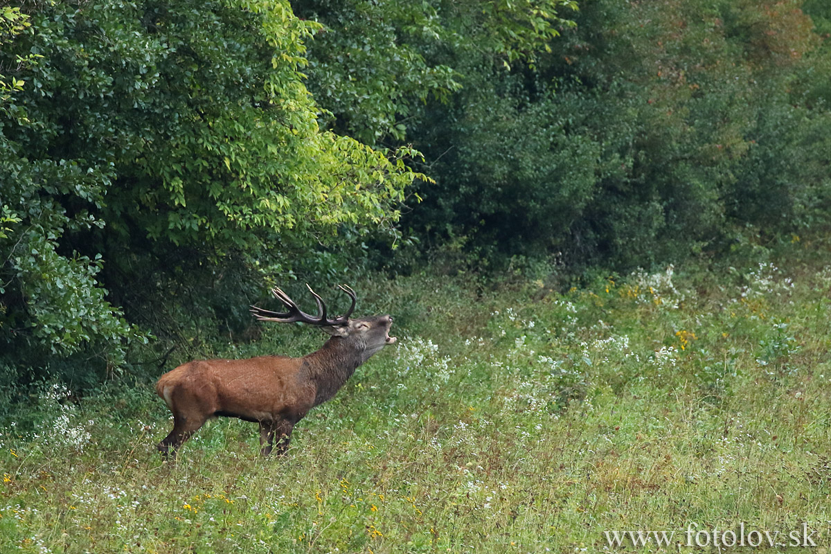 Jeleň lesný - IMG_5866