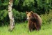 Medveď hnedý _MG_2203
