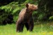 Medveď hnedý _MG_2775