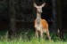 Jeleň lesný (jelenica) - IMG_5180