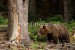 Medved hnedý -IMG_4905