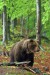 Medved hnedý DW8A2983