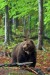 Medved hnedý DW8A2997