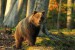 Medved hnedý DW8A3105