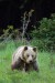 Medveď hnedý  IMG_9329