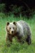 Medveď hnedý  IMG_9336