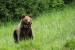 Medveď hnedý IMG_8766