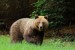 Medveď hnedý - IMG_5923