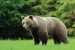 Medveď hnedý - IMG_5940