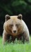 Medveď hnedý - IMG_5993